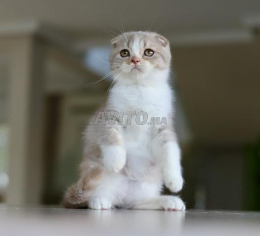 Chatons Scottish & British avec pedigree wcf