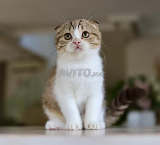 Chatons Scottish & British avec pedigree wcf