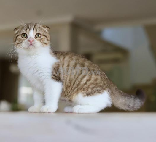 Chatons Scottish & British avec pedigree wcf