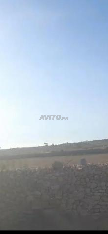 Vente d'un terrain agricole titré dans la province de Safi