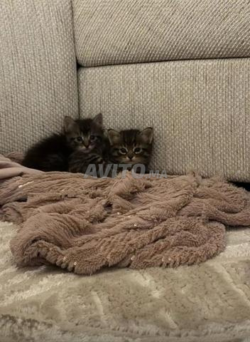 Bébé chaton norvégien... 45 jours, mâle et femelle, bon caractère... - 2