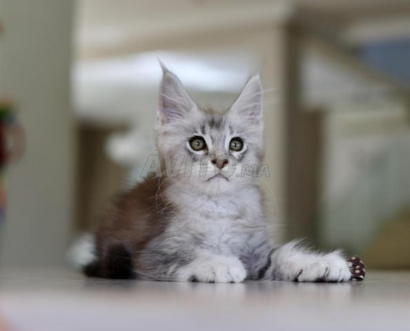 Chaton Maine Coon avec pedigree wcf