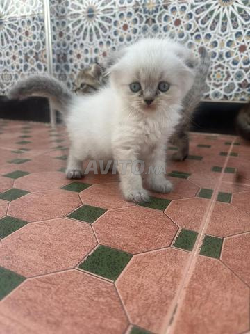 🐱 3 قطط سكوتش فولد بيور للبيع 🐱 - 2