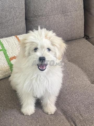 Chien à adopter - 2