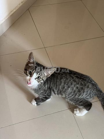 À l’adoption – Chaton mâle à Marrakech 🏡