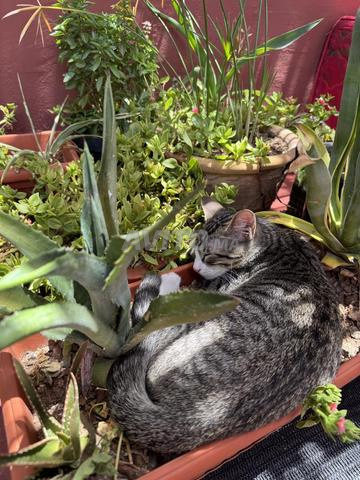 À l’adoption – Chaton mâle à Marrakech 🏡 - 2