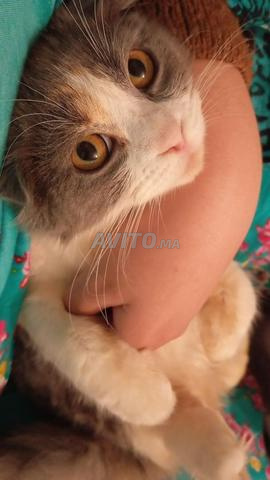 Scottish Fold femelle - 2
