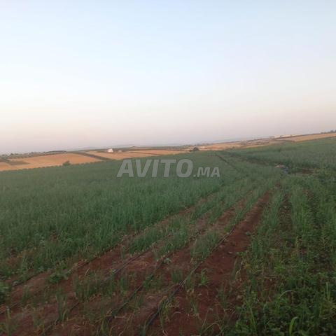 2 hectares top à Boufekrane - 2
