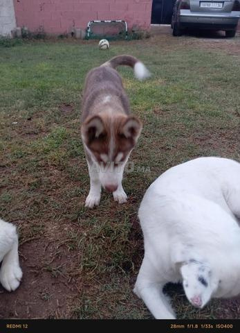 Chien Husky Sibérien à vendre prix fixe indiqué - 2