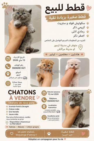 Chats Scottish Fold et Straight - 2