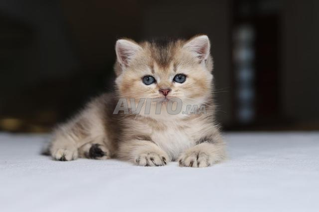 Chatons BRI / MCO et SFS pedigree wc