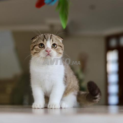 Chatons BRI / MCO et SFS pedigree wc - 2