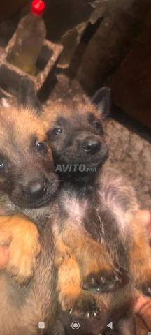 Malinois 35 j