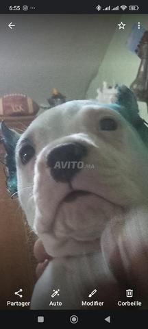 Dogue Argentin