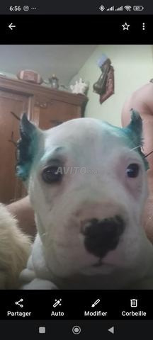 Dogue Argentin - 2