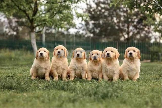 Chiot Golden Retriever - 2
