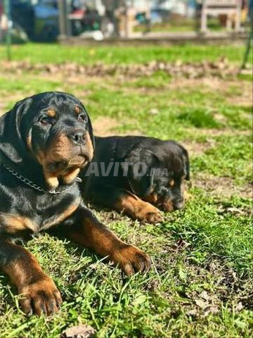 Chiot Rottweiler - 2