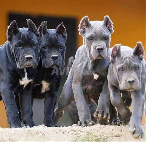 Chiot Cane Corso - 2