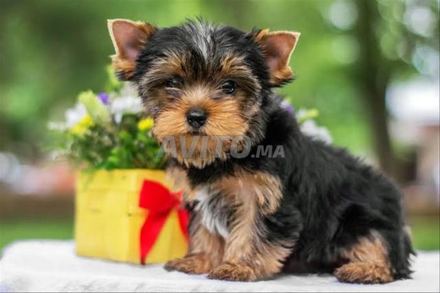 Chiot Yorkshire - 2