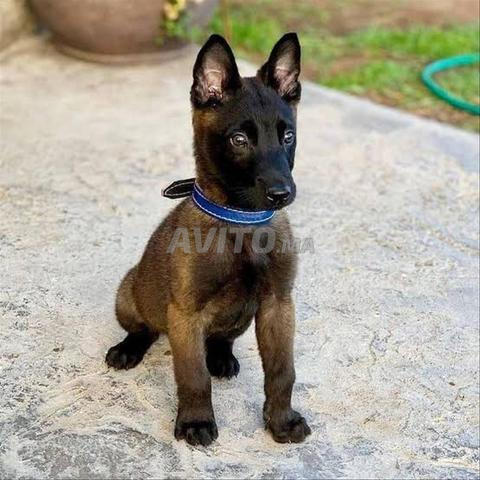 Chiot Malinois - 2