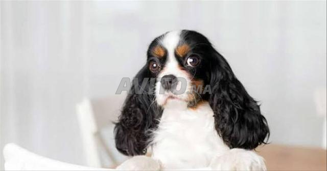 Chiot Cavalier King Charles - 2