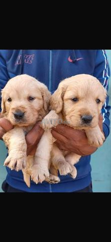 Chiot Golden Retriever - 2