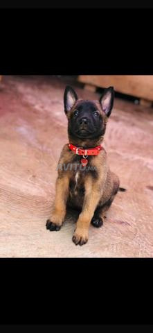 Superbe chiot Malinois charbonné avec pedigree - 2