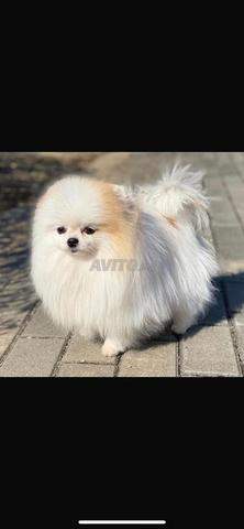 Chiot Loulou de Poméranie - 2