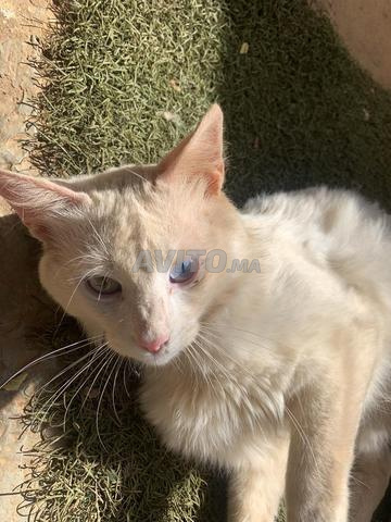 Chat Angora 🤍 - 2