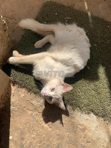 Chat Angora 🤍