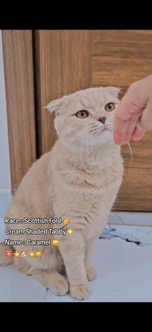 Scottish Fold Cream shaded tabby - 2