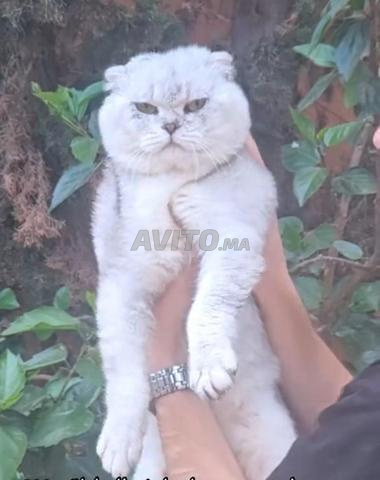 Scottish Fold Silver shaded - 2
