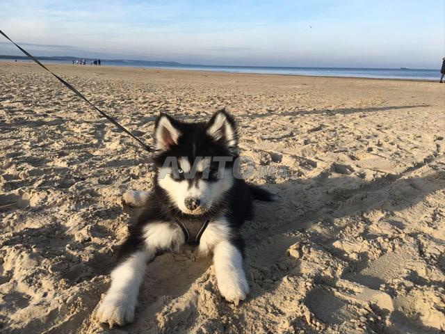 Chien Husky Sibérien - 2