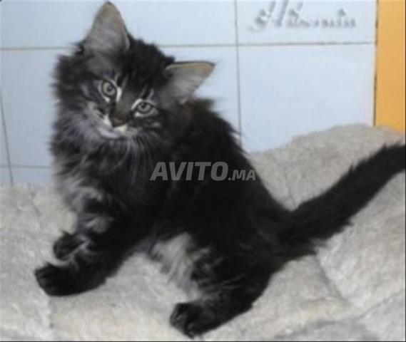 Bébé chaton roux - 2