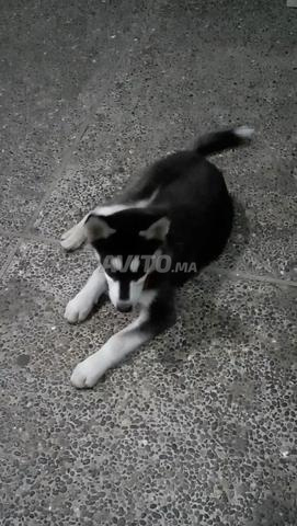 Chienne de race Husky - 2