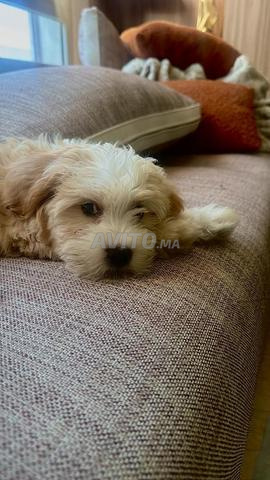 Magnifique femelle Bichon de 3 mois - 2