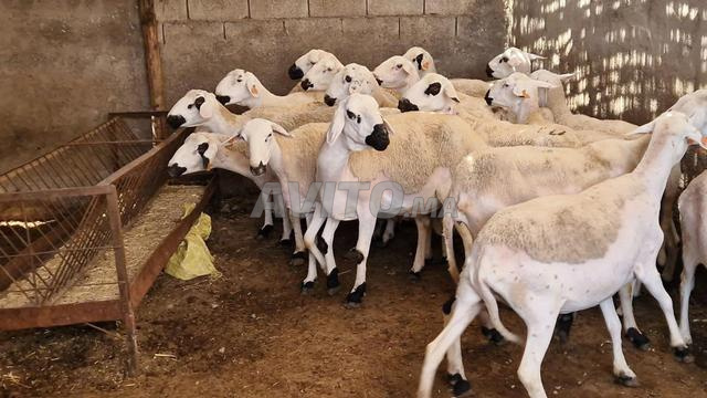 Bon mouton Sardi à vendre, complet, à bon prix