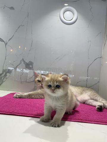 Chaton Scottish Fold adorable à vendre - 2