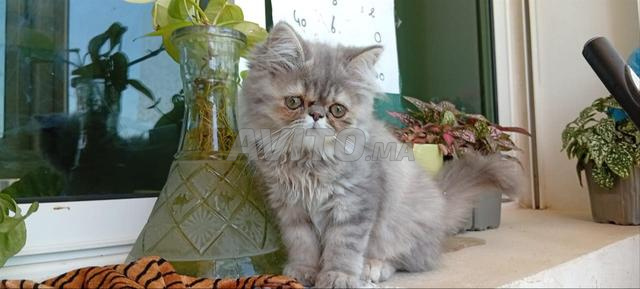 Femelle persan magnifique