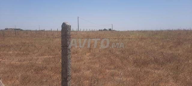 Terrain agricole 9, exploité et entretenu à vendre Tiflet Khémisset