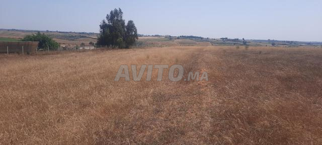Hectare conservé à vendre Tiflet Khémisset - 2