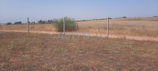 Terrain agricole de 2 hectares conservé à vendre prix 125 millions Ain Jouhara