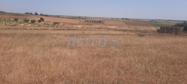 2 Hectares 5000m2 à vendre tiflet - 2