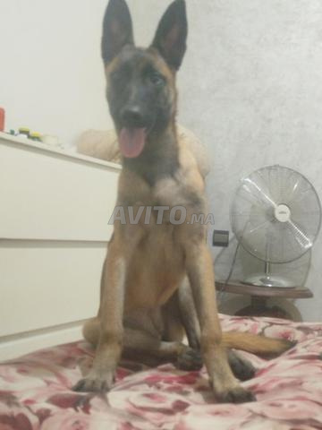 Malinois femelle belge 6 mois vaccinée avec carnet - 2