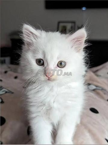 Bébé chaton angora