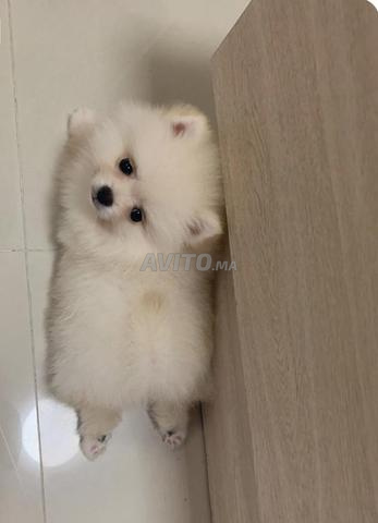 Spitz 3 mois