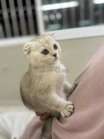 Scottish fold - 2
