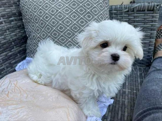 Bichons nains 2 mois