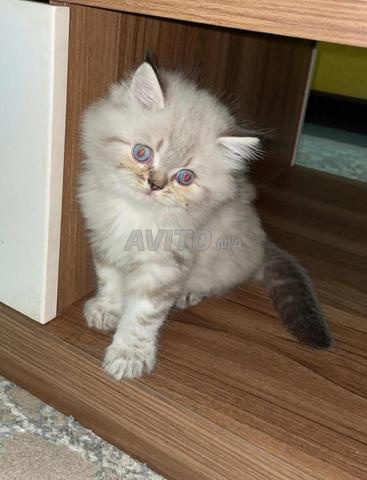 Mignons chatons himalayens persans