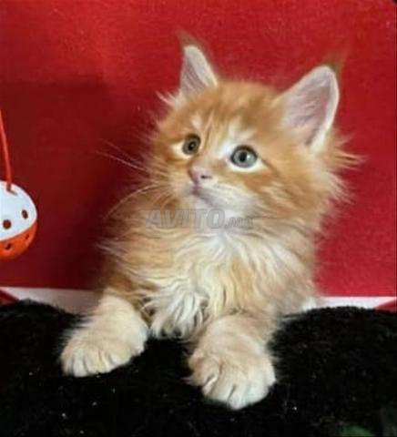 Bébé chaton angora âgé de 45 jours - 2
